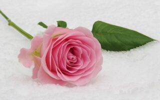 Rosenbænkens terapeutiske egenskaber: Hvordan roser kan forbedre dit velvære