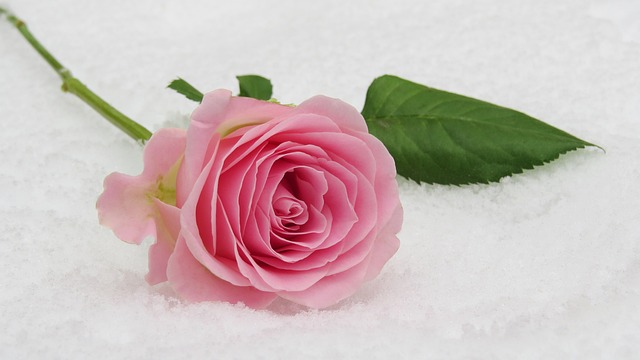 Rosenbænkens terapeutiske egenskaber: Hvordan roser kan forbedre dit velvære