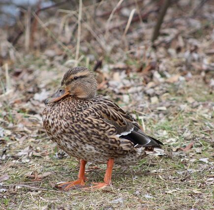 Sådan knækker du koden: 10 tips til at løse krydsord som en mester