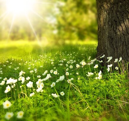 Sundhed og velvære i naturen: Sådan booster du dit velvære med udendørsliv