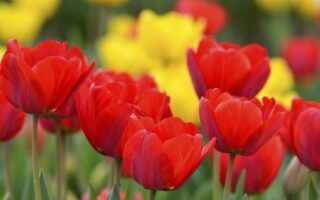 Beskyt dine blomsterbede med hegnstråd fra vidaXL