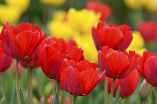 Beskyt dine blomsterbede med hegnstråd fra vidaXL