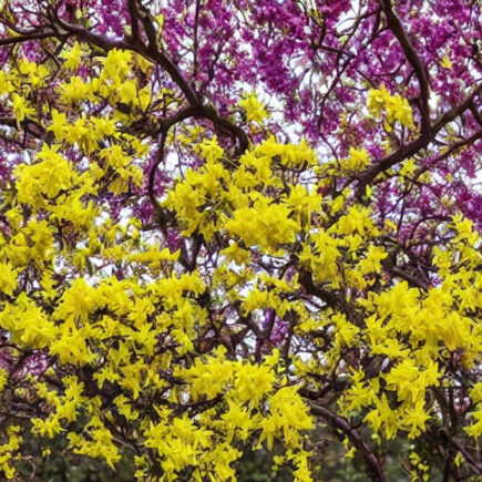 The Mythology and Symbolism Behind Forsythia: A Closer Look