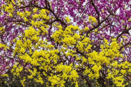 The Mythology and Symbolism Behind Forsythia: A Closer Look